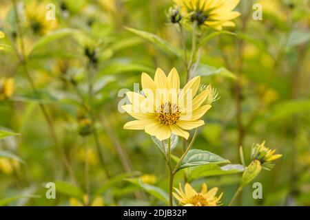 Kleinköpfige Sonnenblume (Helianthus 'Lemon Queen') Banque D'Images