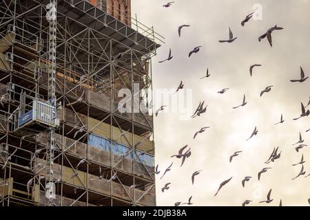 Un troupeau de pigeons ou de colombes survolant un échafaudage recouvrant le façade d'un bâtiment en cours de rénovation au coucher du soleil contre un ciel nuageux Banque D'Images