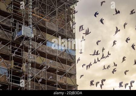 Un troupeau de pigeons ou de colombes survolant un échafaudage recouvrant le façade d'un bâtiment en cours de rénovation au coucher du soleil contre un ciel nuageux Banque D'Images