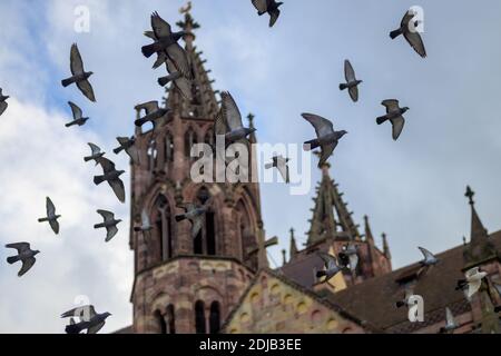 Troupeau de colombes volant autour d'une église médiévale avec gothique spire contre un ciel bleu Banque D'Images