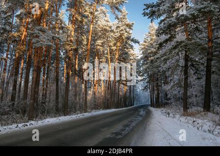 Superbe vue d'hiver avec une route asphaltée à travers une forêt enneigée avec de grands pins dans le givre et les dérives de neige sur le côté de la route Banque D'Images