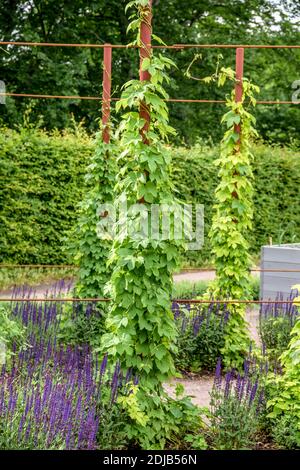 Hopfen (Humulus lupulus) Banque D'Images