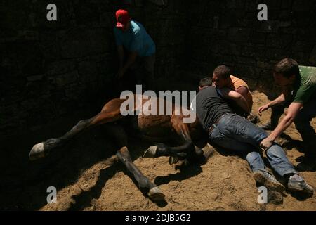 Galicien aloitadores (tameurs de chevaux) lutte avec un cheval non cassé pendant la Rapa das Bestas dans le village de Sabucedo en Galice, Espagne. Les chevaux galiciens vivent gratuitement dans les pâturages des hautes terres tout au long de l'année. Un jour de juillet, six cents chevaux sont conduits ensemble jusqu'au village, où le festival traditionnel de la course de chevaux connu sous le nom de Rapa das Bestas (la tonte des bêtes) a lieu dans l'arène ronde connue sous le nom de curro. Les courageux combattants locaux, connus sous le nom d'aloitadores, doivent carnaquiller chaque cheval, se moquent après le déplacement soudain des hauts plateaux vers l'arène, puis couper leur ta Banque D'Images