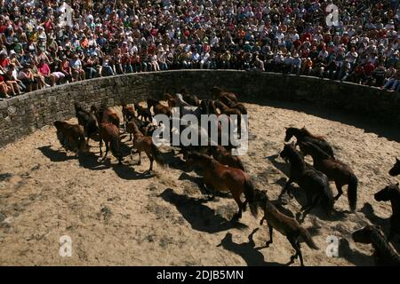 Des chevaux galiciens non brisés remplissent le curro (arène ronde) pendant la Rapa das Bestas dans le village de Sabucedo en Galice, en Espagne. Les chevaux galiciens vivent gratuitement dans les pâturages des hautes terres tout au long de l'année. Un jour de juillet, six cents chevaux sont conduits ensemble jusqu'au village, où le festival traditionnel de la course de chevaux connu sous le nom de Rapa das Bestas (la tonte des bêtes) a lieu dans l'arène ronde connue sous le nom de curro. Les courageux combattants locaux, connus sous le nom d'aloitadores, doivent faire selle à chaque cheval, se moquent après le déplacement soudain des hautes terres à l'arène, puis couper leurs queues et leurs lamanes. Banque D'Images