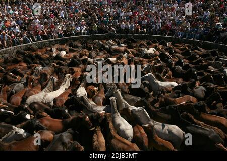 Des chevaux galiciens non brisés ont rempli le curro (arène ronde) pendant la Rapa das Bestas dans le village de Sabucedo en Galice, en Espagne. Les chevaux galiciens vivent gratuitement dans les pâturages des hautes terres tout au long de l'année. Un jour de juillet, six cents chevaux sont conduits ensemble jusqu'au village, où le festival traditionnel de la course de chevaux connu sous le nom de Rapa das Bestas (la tonte des bêtes) a lieu dans l'arène ronde connue sous le nom de curro. Les courageux combattants locaux, connus sous le nom d'aloitadores, doivent faire selle à chaque cheval, se moquent après le déplacement soudain des hautes terres à l'arène, puis couper leurs queues et leur manie Banque D'Images