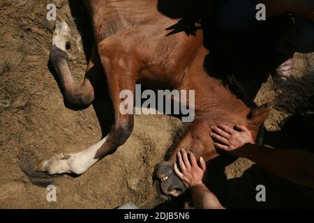 Galicien aloitadores (tasseurs de chevaux) se préparer à couper la manie d'un cheval non cassé pendant la Rapa das Bestas dans le village de Sabucedo en Galice, Espagne. Les chevaux galiciens vivent gratuitement dans les pâturages des hautes terres tout au long de l'année. Un jour de juillet, six cents chevaux sont conduits ensemble jusqu'au village, où le festival traditionnel de la course de chevaux connu sous le nom de Rapa das Bestas (la tonte des bêtes) a lieu dans l'arène ronde connue sous le nom de curro. Les courageux combattants locaux, connus sous le nom d'aloitadores, doivent carnaquiller chaque cheval, se moquent après le déplacement soudain des hautes terres à l'arène, puis Banque D'Images