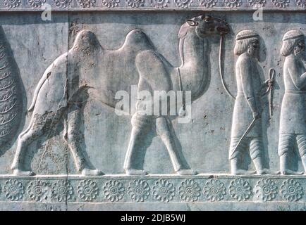 Bas-relief en pierre des affluents avec chameau, le palais Achaemenid Apadana, construit par Darius I et Xerxes I, Persepolis, Iran Banque D'Images