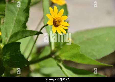 Jaune vif de marguerites au beurre ou de fleurs de marguerites aux pieds-Noirs Banque D'Images