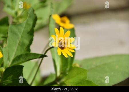 Jaune vif de marguerites au beurre ou de fleurs de marguerites aux pieds-Noirs Banque D'Images