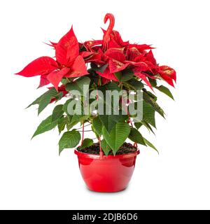 Fleur de poinsettia rouge Banque D'Images