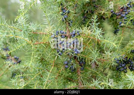 Gewöhnlicher Heide-Wacholder (Juniperus communis) Banque D'Images