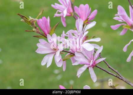 Löbners Magnolie (Magnolia × loebneri 'Leonard Messel') Banque D'Images