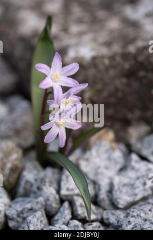 Chionodoxa x forbesii 'Pink Giant' - gloire de la neige Banque D'Images