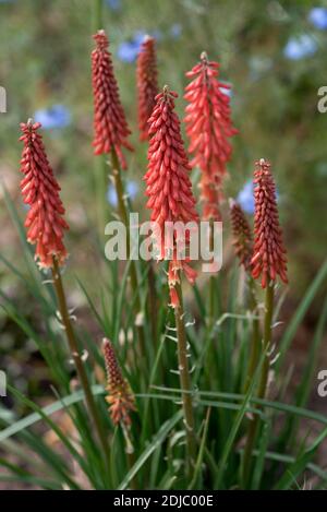 Kniphofia 'Redhot Popsicle' Banque D'Images