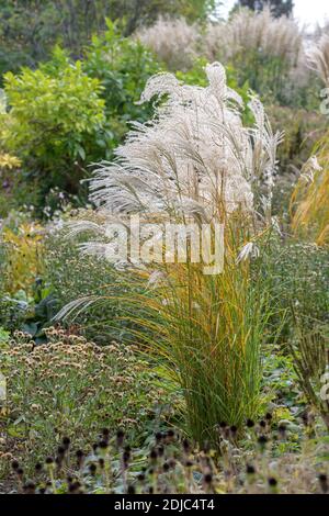 Chinaschilf (Miscanthus sinensis 'Kleine Fontäne') Banque D'Images