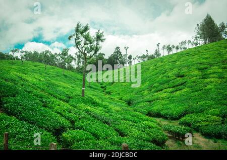 Lush Green Tea Gardens and hills of Munnar - a very renowned hill station of God's Own country Kerala,India Stock Photo