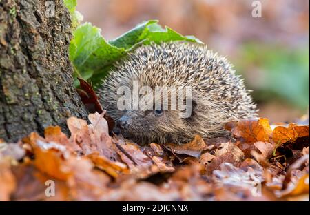 Hedgehog, Nom scientifique: Erinaceus Europaeus. Hérisson sauvage, indigène, européen en automne avec des feuilles de chêne doré et un arrière-plan flou. Gros plan. Banque D'Images