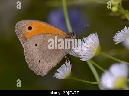 Petite lande de papillons, Coenonympha pamphilus, assise sur une fleur de camomille à champ blanc Banque D'Images