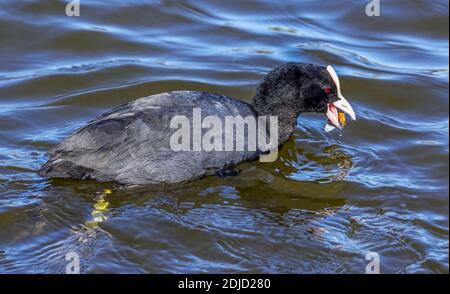 Les cuisiniers (Fulica atra) sont omnivores. Ce cuisinier a plongé et est revenu avec un palourdes. Banque D'Images