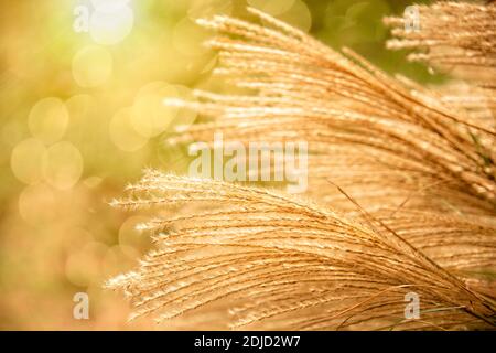 Couleurs dorées de l'automne et de l'herbe de pampas wispy Banque D'Images