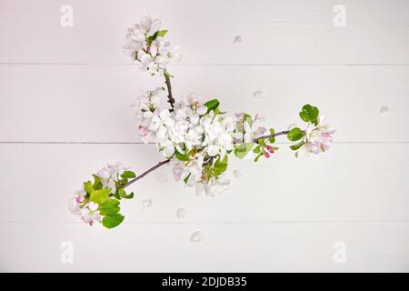 Fleurs de pomme sur fond blanc en bois. Branches fleurs printanières avec pétales blancs, vue du dessus Banque D'Images
