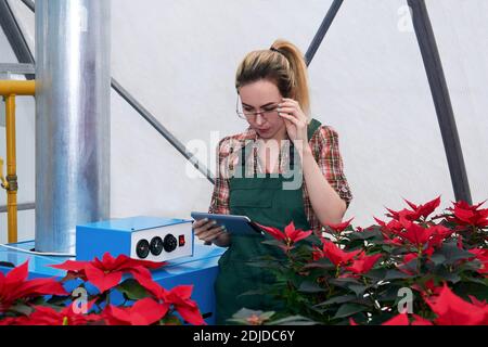 femme ingénieur agricole travaille avec l'équipement dans une serre où les fleurs de poinsettia rouge poussent Banque D'Images