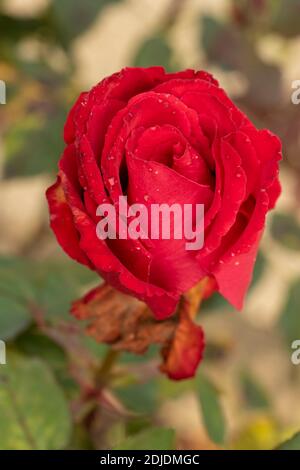 Rosa ‘My Valentine’ fleurissent en gros plan, portrait naturel des plantes Banque D'Images