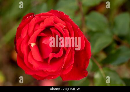Rosa ‘My Valentine’ fleurissent en gros plan, portrait naturel des plantes Banque D'Images