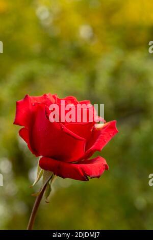 Rosa ‘My Valentine’ fleurissent en gros plan, portrait naturel des plantes Banque D'Images