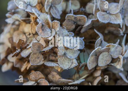 Tête de fleur d'hortensia séchée recouverte de gel du matin. Givre sur les branches et les fleurs. Hiver dans le jardin. Banque D'Images