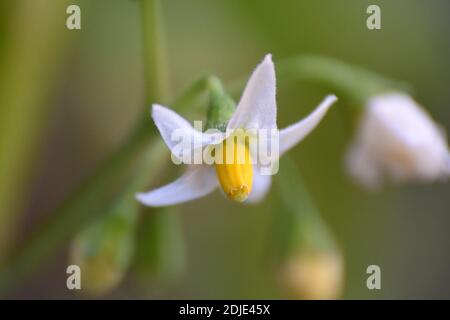 Fleur sauvage blanche et jaune de Solanum nigrum. Banque D'Images