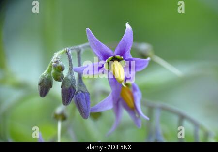 Fleur pourpre et jaune des raisins du diable (Solanum dulcamara). Banque D'Images