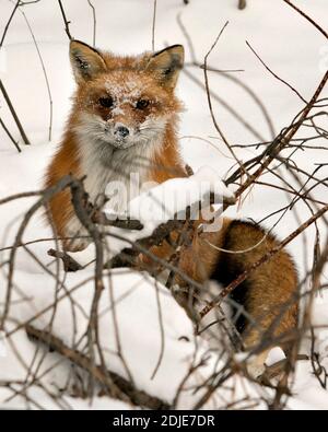 Tête de renard rouge prise de vue en regardant la caméra avec le visage couvert de neige en hiver dans son habitat avec fond de neige montrant la queue de renard broussailleuse. Banque D'Images