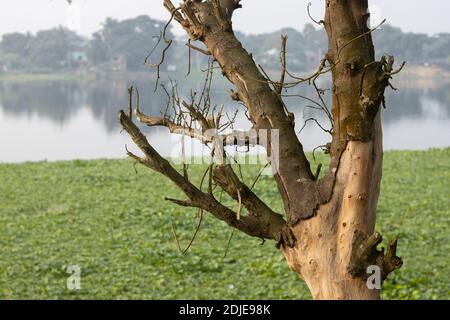 Vieux arbre mort au bord du lac au Bangladesh Banque D'Images
