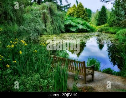 Banc à l'étang avec iris jaune. Jardin botanique de VanDusen. Vancouver, C.-B. Banque D'Images