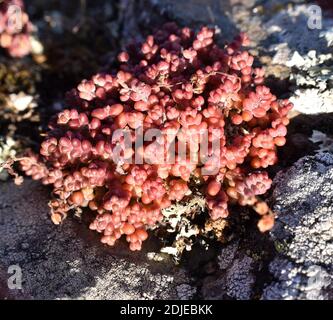 Sedum brevifolium plante cachée parmi les rochers de la montagne. Banque D'Images