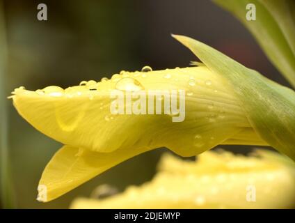 La fleur jaune Gladiolus se ferme avec des gouttes de pluie après la tempête. Banque D'Images