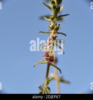 Vue de dessous de la plante Odontites vernus en fleur. Banque D'Images