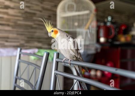 Le perroquet gris-jaune est assis sur une chaise près de la cage à accueil Banque D'Images