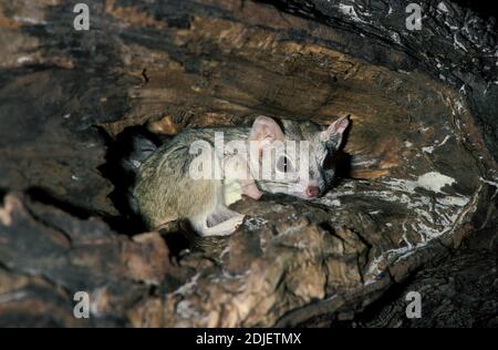 Rot marsupial à queue de kowari ou brossette, dasyuroides byrnei, petit marsupial carnivore originaire d'Australie Banque D'Images