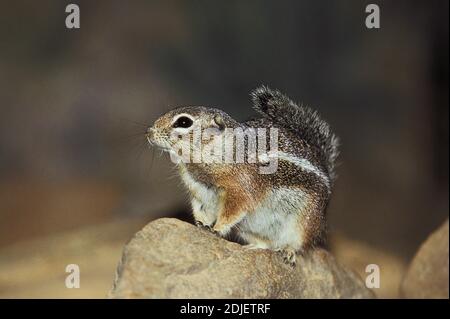 L'écureuil d'antilope de Harris, ammospermophilus harrisii, adulte debout sur la pierre Banque D'Images