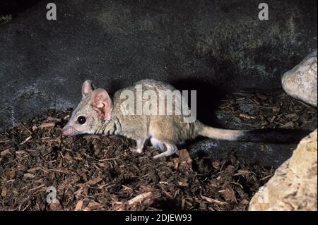 Rot marsupial à queue de kowari ou brossette, dasyuroides byrnei, petit marsupial carnivore originaire d'Australie Banque D'Images