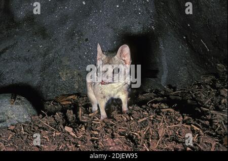 Rot marsupial à queue de kowari ou brossette, dasyuroides byrnei, petit marsupial carnivore originaire d'Australie Banque D'Images