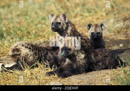 Spotted Hyena, crocuta crocuta, Youngs se tenant à Den Entrance, Masai Mara Park au Kenya Banque D'Images