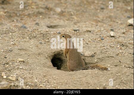 Écureuil de Pallid, xerus rutilus, adulte debout à Den Entrance, Kenya Banque D'Images