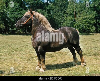 , Étalon Percheron Horse standing in Paddock Banque D'Images