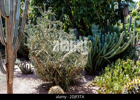 Marrakech, Morroco, Afrique - 30 avril 2019 : cactus à Marrakech, Morroco, Afrique - 30 avril 2019 : cactus au jardin Majorelle Banque D'Images