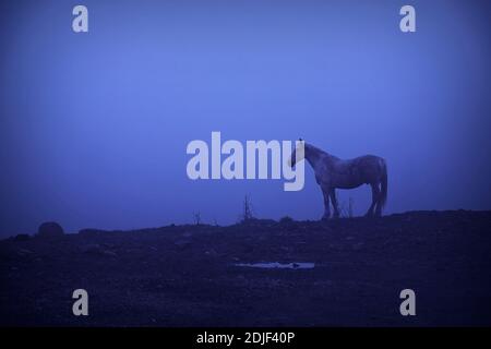 Cheval blanc sauvage à l'aube dans les montagnes d'Apuseni Banque D'Images