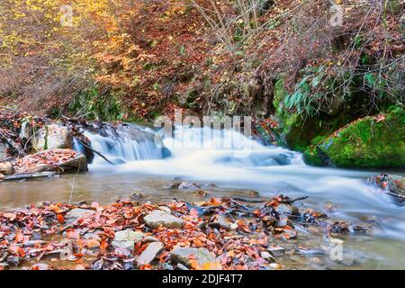 Cascade sur un ruisseau de montagne dans les montagnes Apuseni, Roumanie Banque D'Images