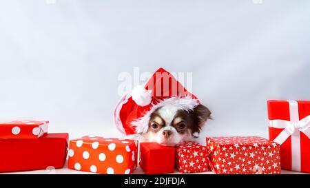 Chien Chihuahua portant un costume rouge de noël santa avec boîte cadeau et regarde l'appareil photo. Isolé sur fond blanc. Banque D'Images